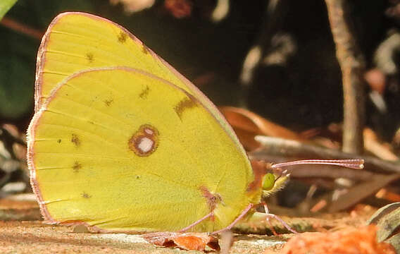 Image of clouded yellow