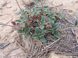 Image of Helianthemum cinereum subsp. rotundifolium (Dunal) Greuter & Burdet