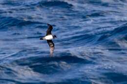 Image of Atlantic Petrel