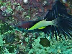 Image of Black-belt hogfish