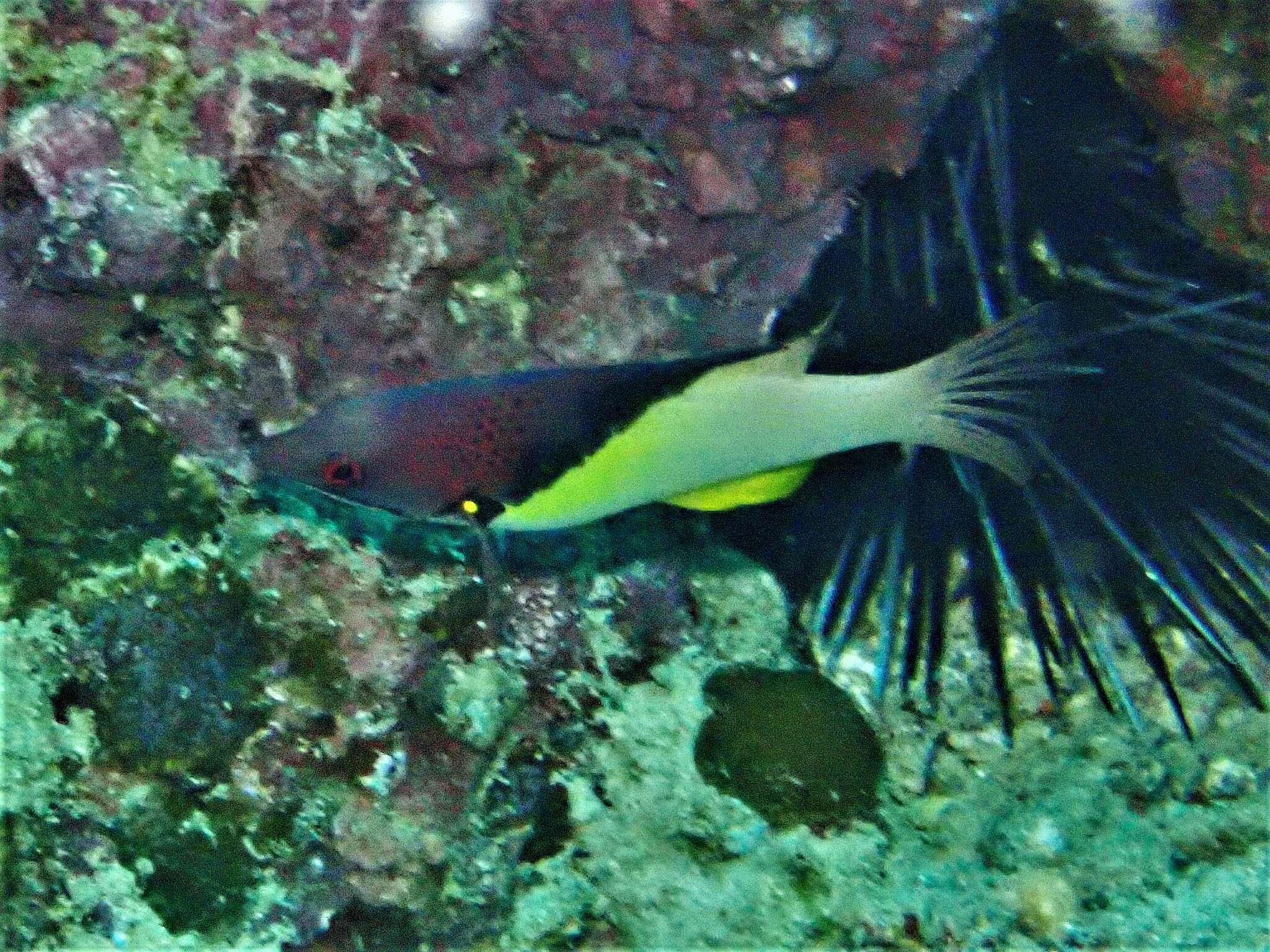 Image of Black-belt hogfish