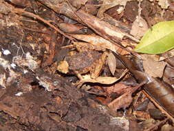 Image of Steindachner's Robber Frog; ra-da-mata