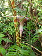 Arisaema taiwanense var. taiwanense的圖片