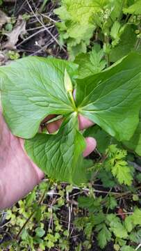 Imagem de Trillium cernuum L.