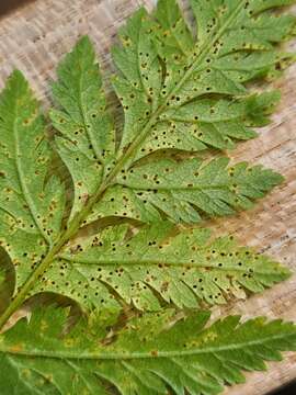 Image of Puccinia chaerophylli Purton 1821