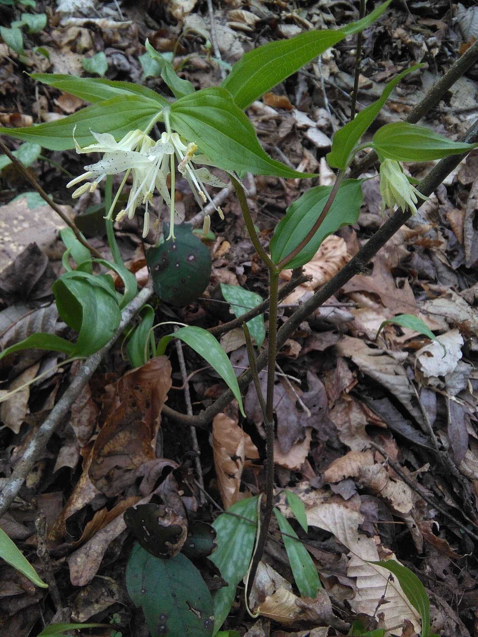 Prosartes maculata (Buckley) A. Gray的圖片