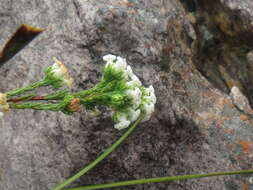 Image of Erica denticulata L.