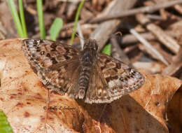 Image of Mottled Duskywing