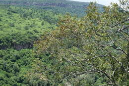 صورة Gymnosporia acuminata (L. fil.) Szyszyl.