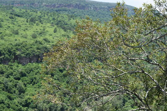 Image of Gymnosporia acuminata (L. fil.) Szyszyl.