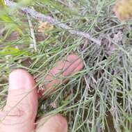 Image of Gutierrezia sericocarpa (A. Gray) M. A. Lane