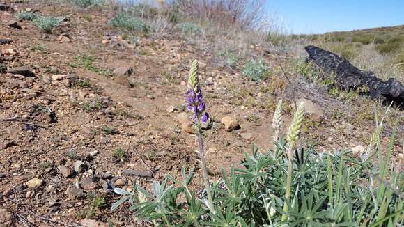 Image of mountain bush lupine