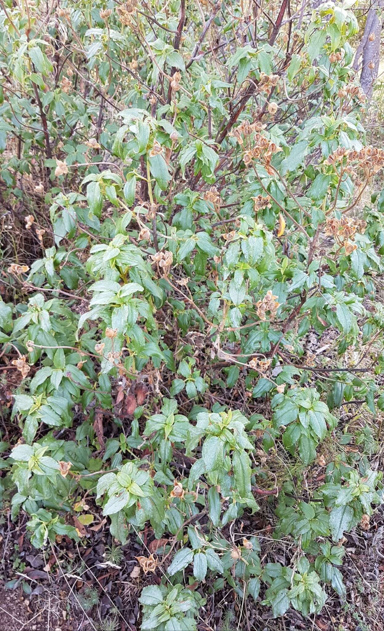 Image of Laurel-leaved Rock-rose