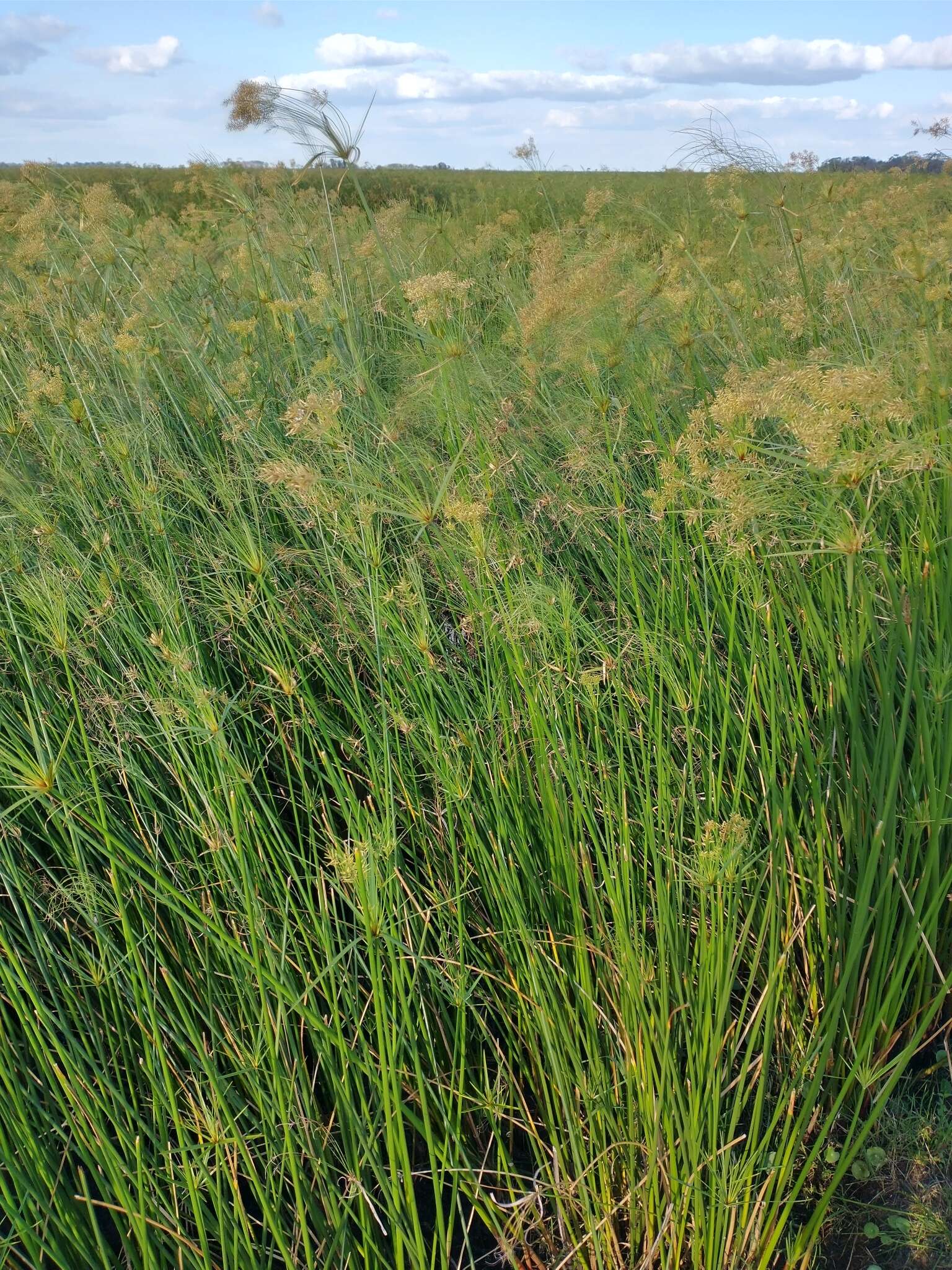 Cyperus giganteus Vahl的圖片