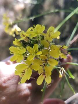 Image of Sinapidendron frutescens (Sol.) Lowe