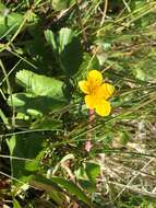 Image de Caltha palustris var. radicans (T. F. Forst.) Beck