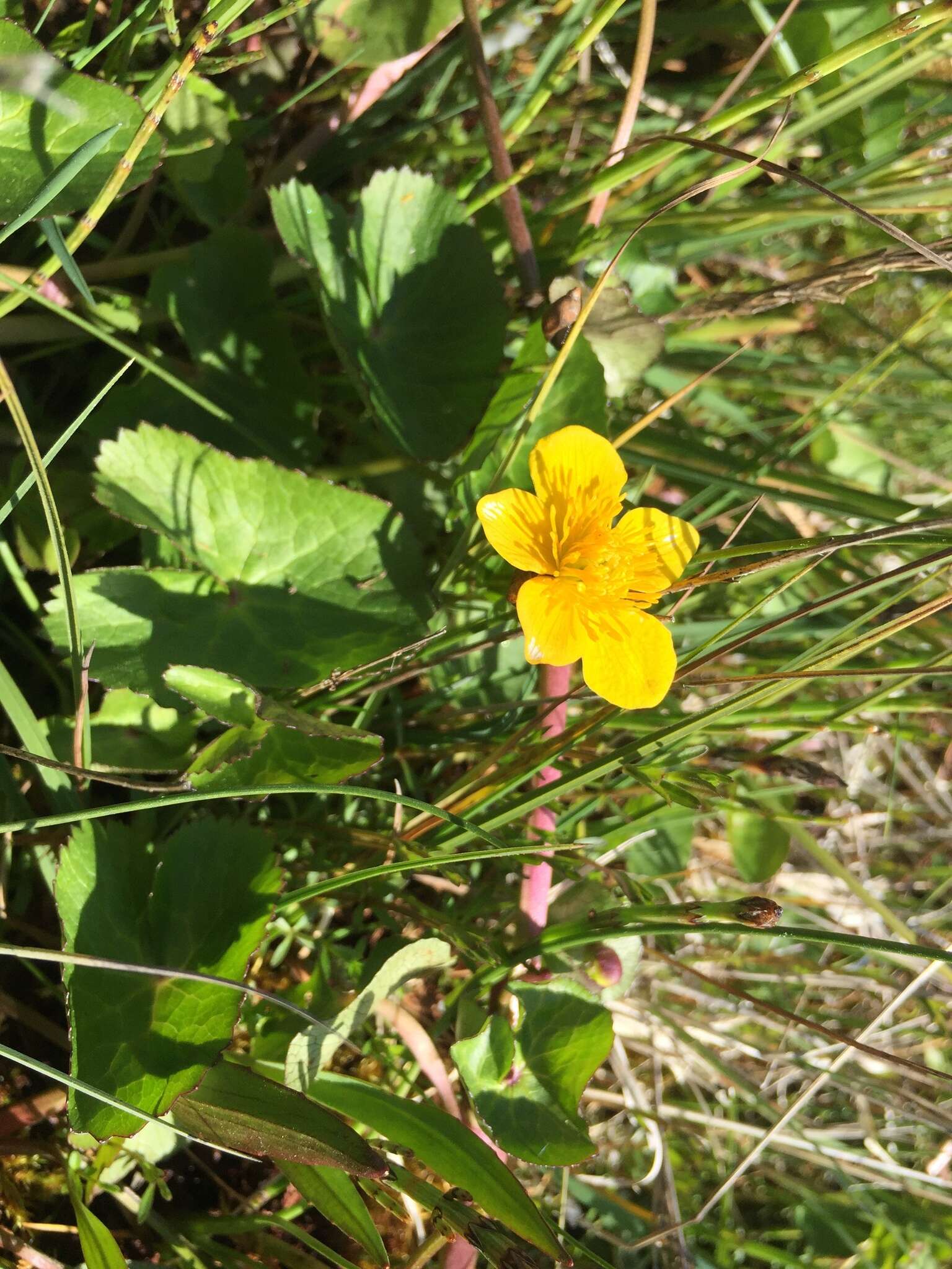 Image de Caltha palustris var. radicans (T. F. Forst.) Beck