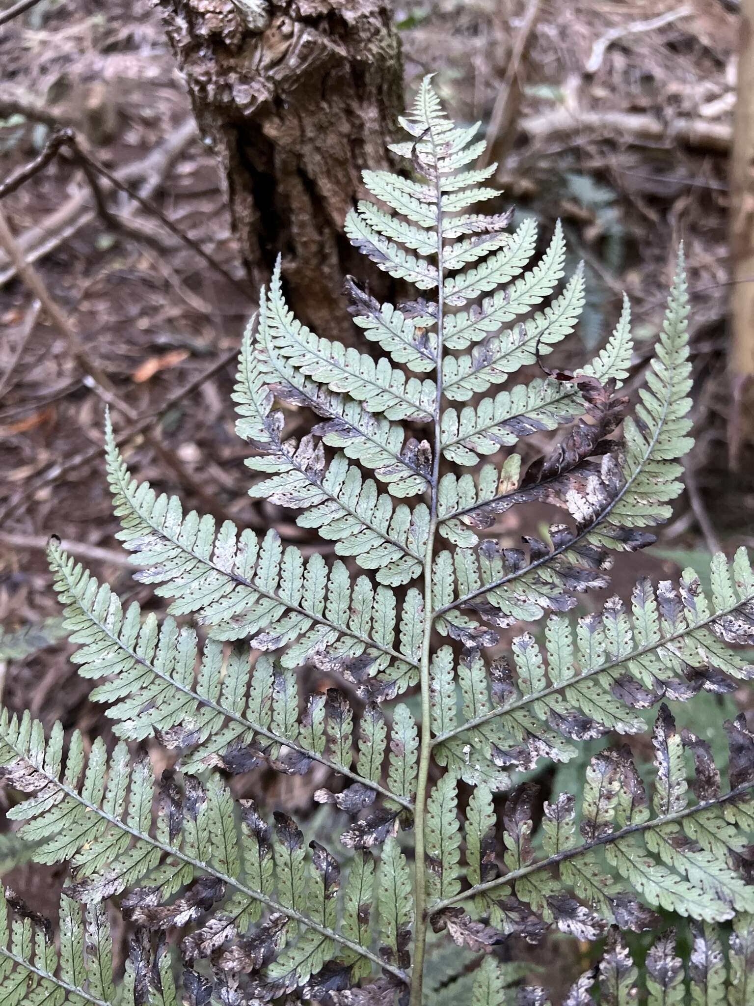 Image of Pacific Wood Fern