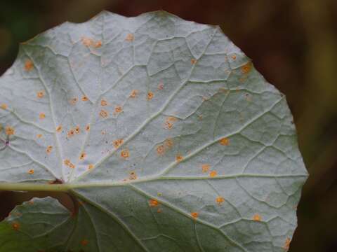 Imagem de Puccinia poarum Nielsen 1877