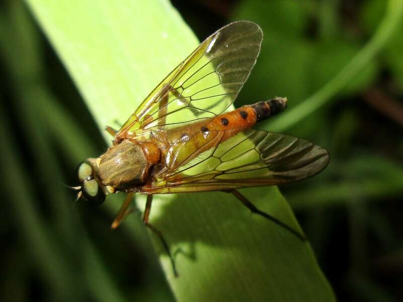 Image of Marsh Snipe fly