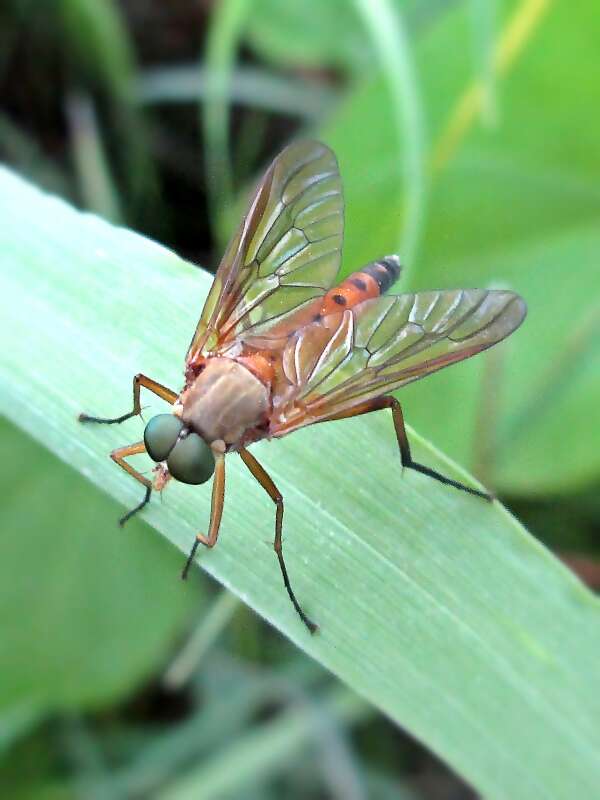 Image of Marsh Snipe fly