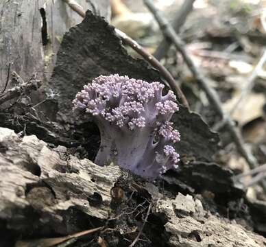 Ramaria fumigata (Peck) Corner 1950 resmi