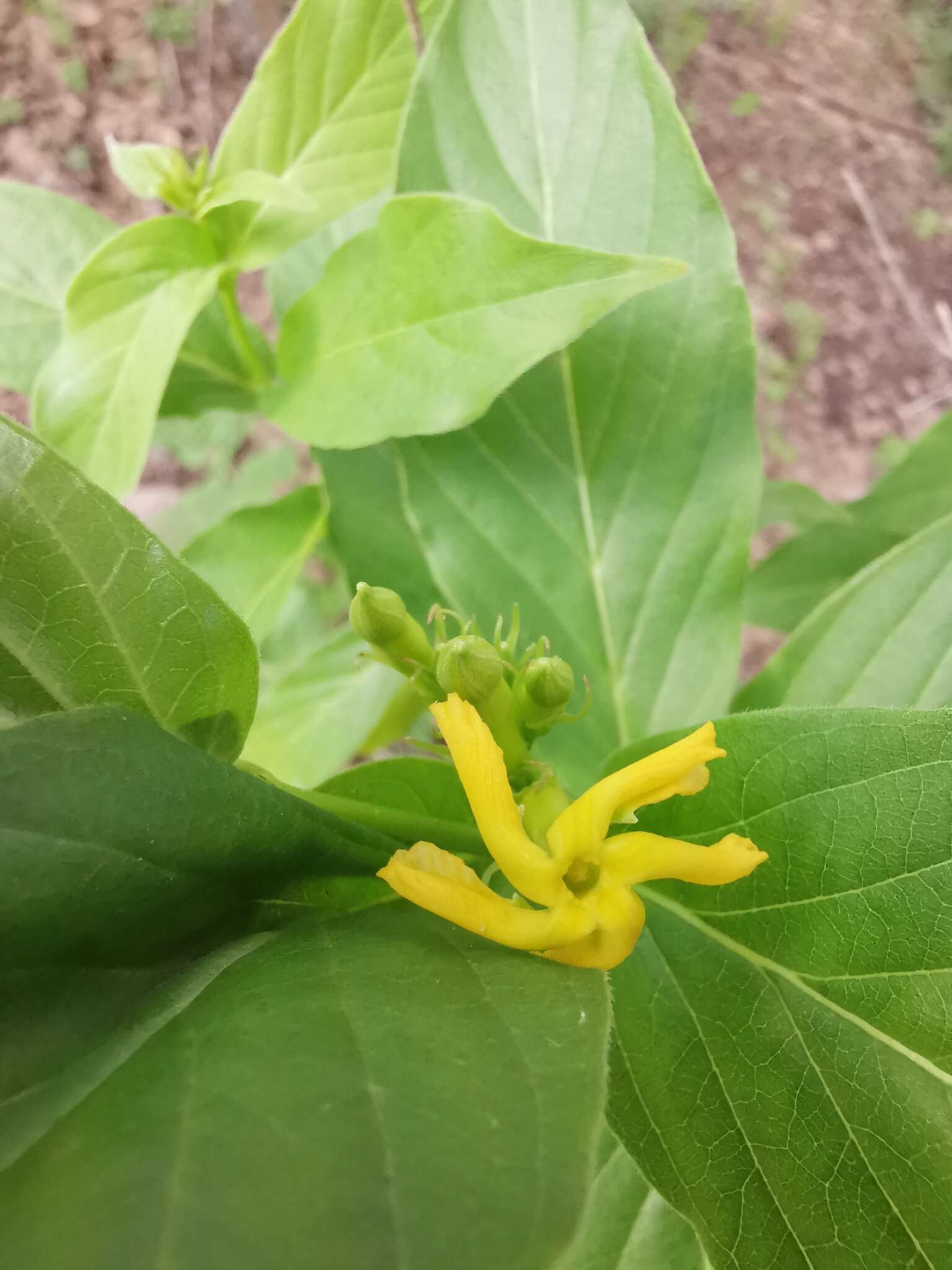 Image of Mandevilla foliosa (Müll. Arg.) Hemsl.