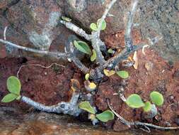 Tylecodon torulosus H. Tölken resmi