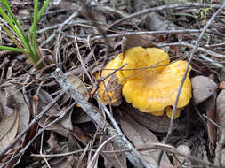 صورة Cantharellus tenuithrix Buyck & V. Hofst. 2011