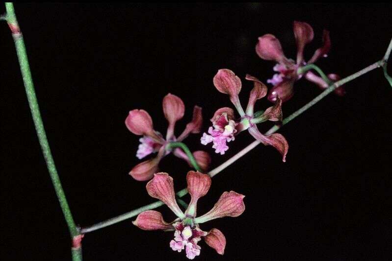 Image of Encyclia hanburyi (Lindl.) Schltr.