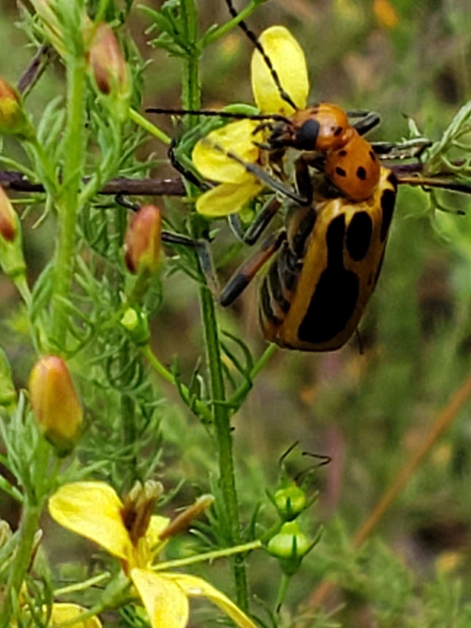 Image of Pyrota sinuata (Olivier 1795)