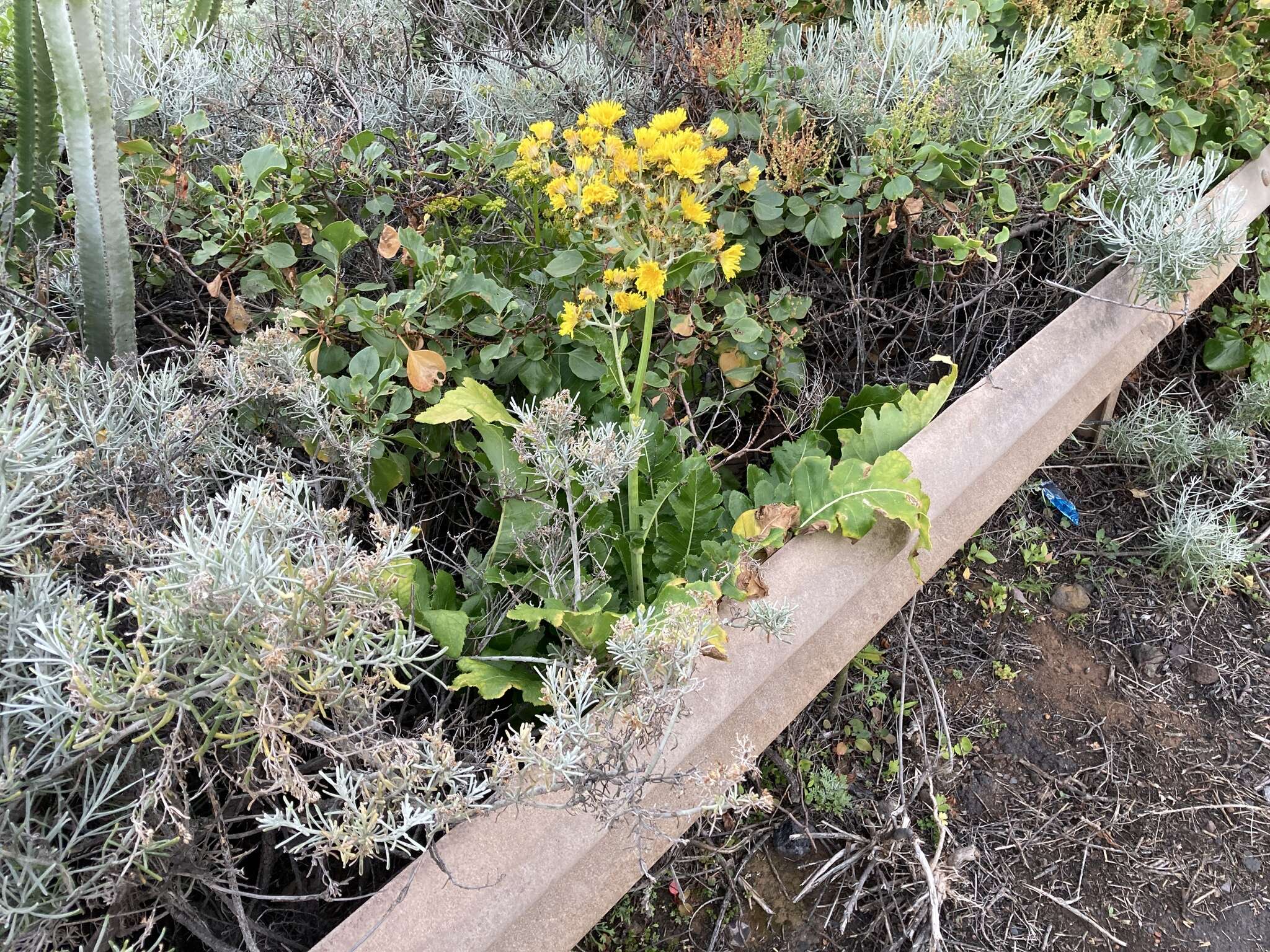 Image of Sonchus bornmuelleri Pitard