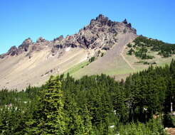 Image of Mountain Hemlock