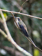 Image of Scale-throated Hermit