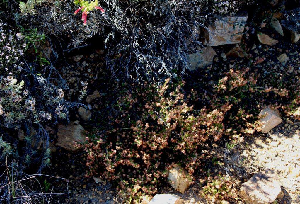 Plancia ëd Erica similis (N. E. Br.) E. G. H. Oliver