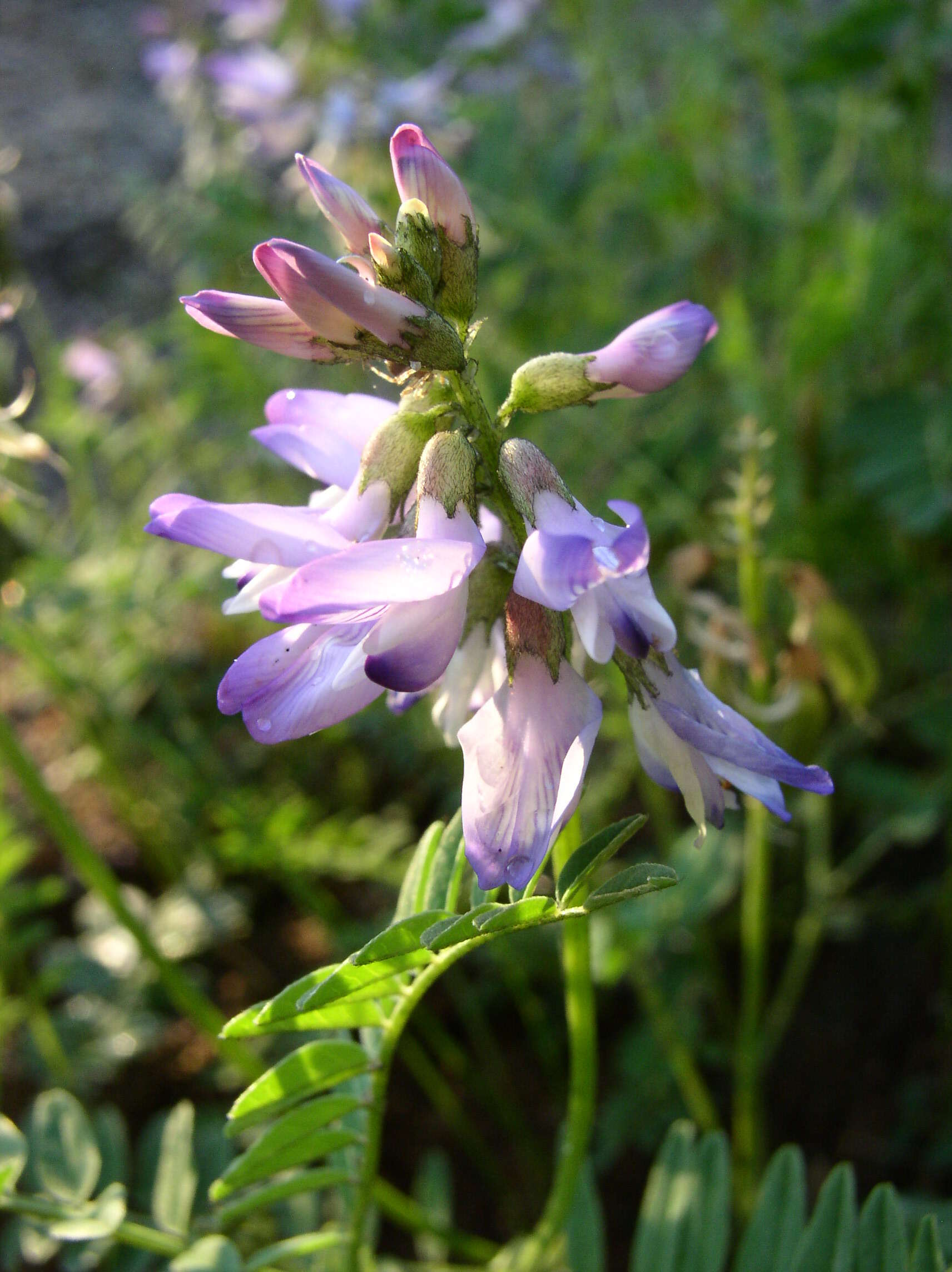 صورة Astragalus alpinus L.