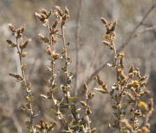 Image of sawtooth goldenbush