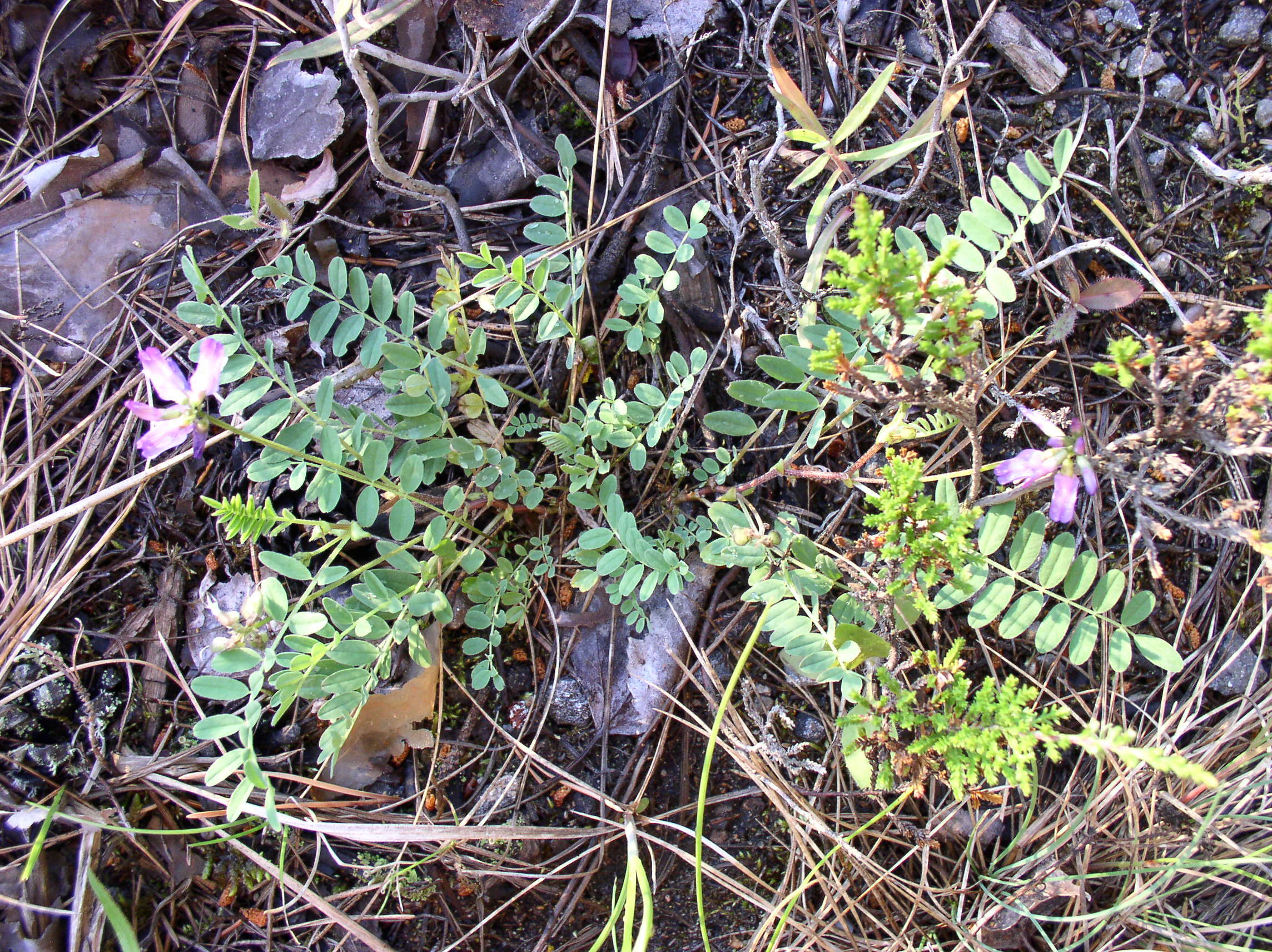 صورة Astragalus alpinus L.