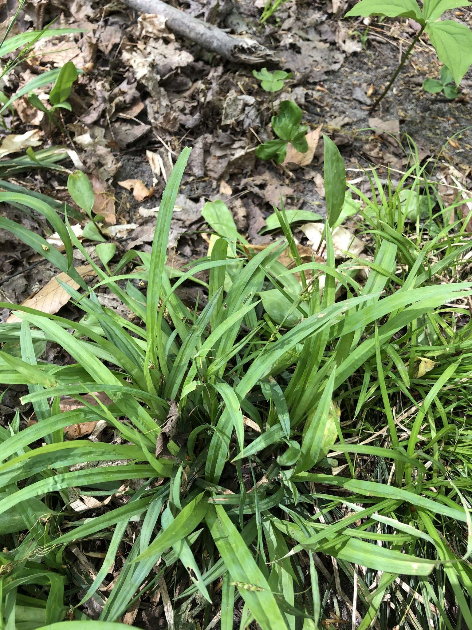 Sivun Carex laxiculmis var. laxiculmis kuva