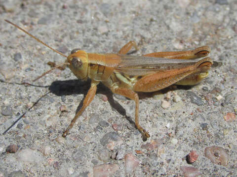 Melanoplus angustipennis (Dodge & G. M. 1877)的圖片