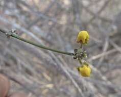 Image of Tetrapterys mexicana Hook. & Arn.