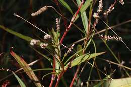 Image of Snake-root