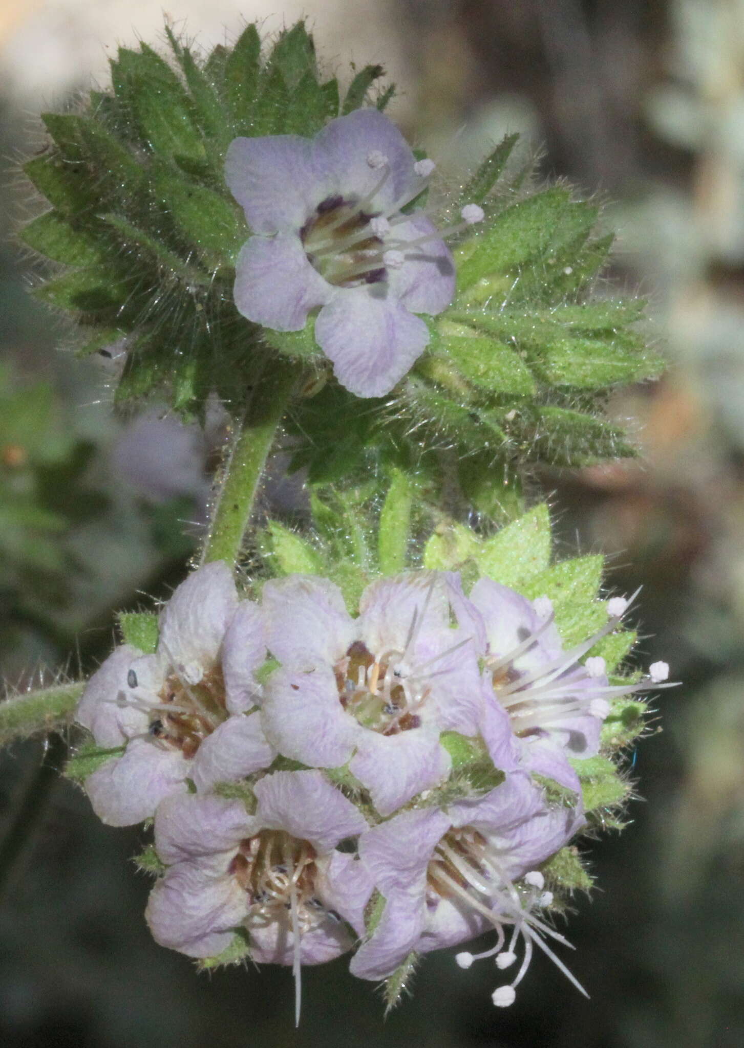 Image de Phacelia ramosissima var. latifolia (Torr.) A. Cronquist