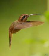 Image of Stripe-throated Hermit