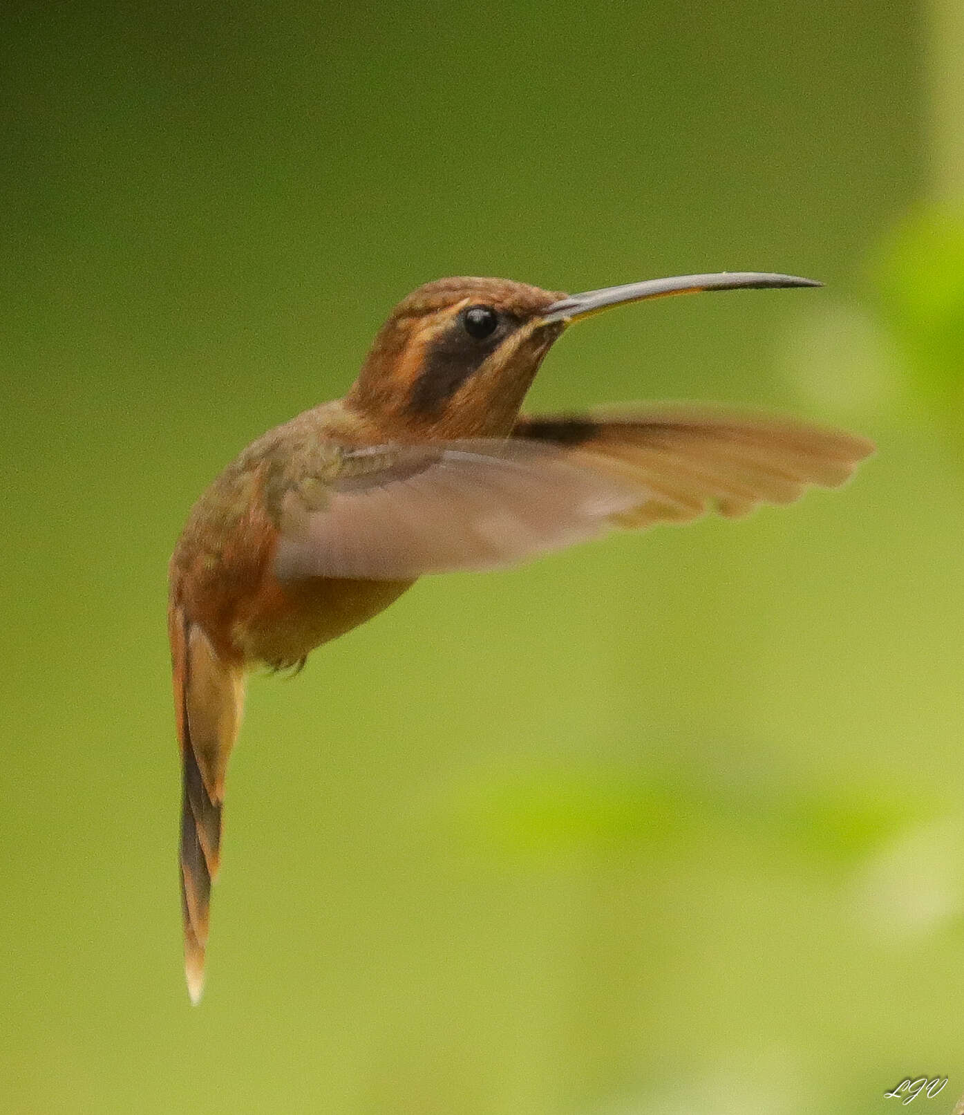 Image of Stripe-throated Hermit