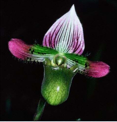 Sivun Paphiopedilum acmodontum M. W. Wood kuva