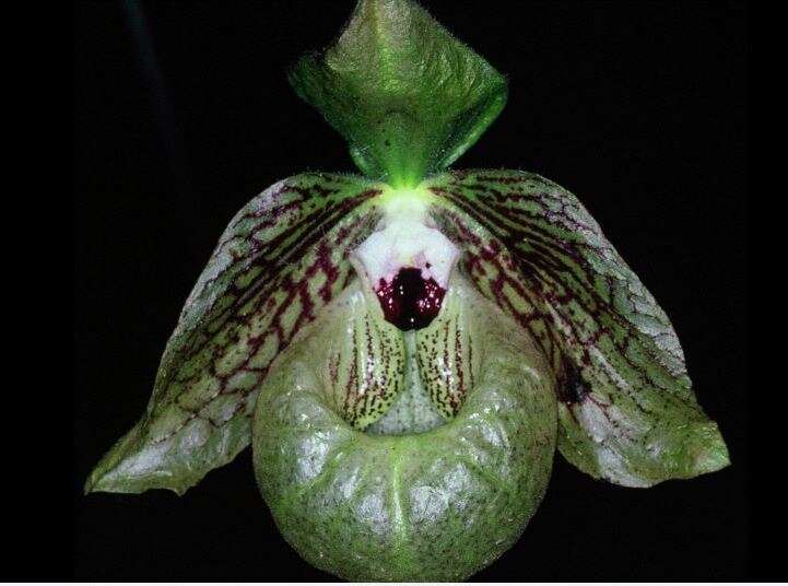 Слика од Paphiopedilum malipoense S. C. Chen & Z. H. Tsi