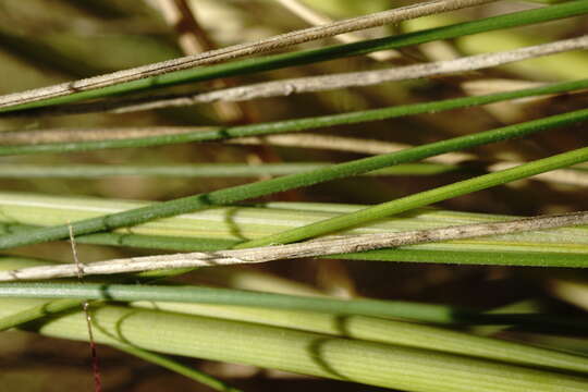 Image of Stipa pontica P. A. Smirn.