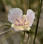 Image of alkali mariposa lily