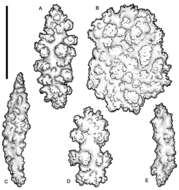 Image of Holaxonia Studer 1887